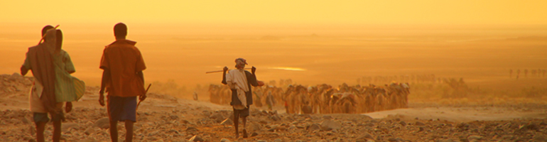 afar_cattle_sunset.jpg