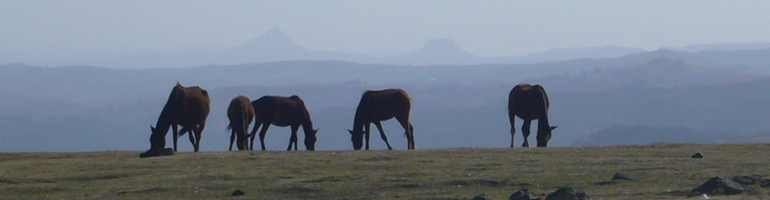 evening horses