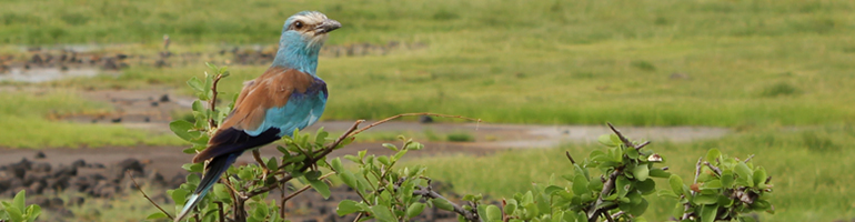 abyssinian roller_awash