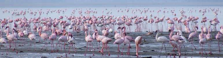 flamingos_lake.jpg