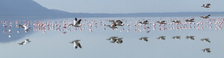 flamingo_pelican_6.jpg
