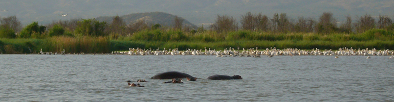 nationalpark nechi sar_hippos