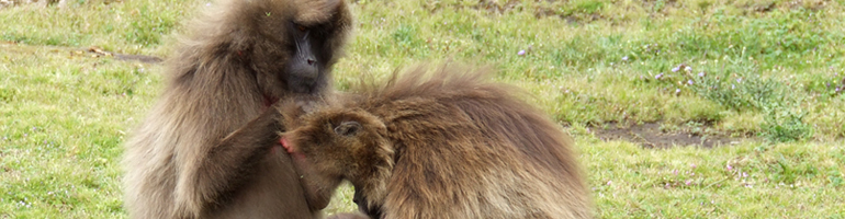 gelada_flees